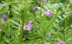 Anthophora plumipes