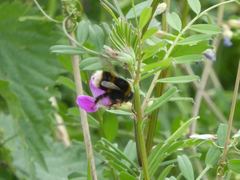 Bombus terrestris