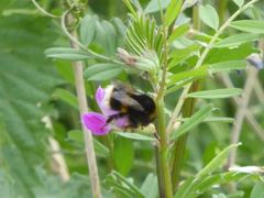Bombus terrestris