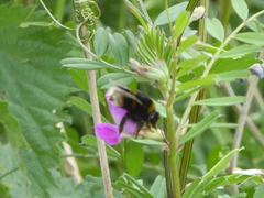 Bombus terrestris