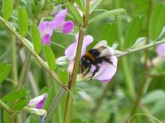 Bombus terrestris