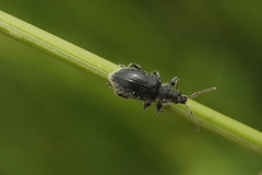 Phyllobius betulinus