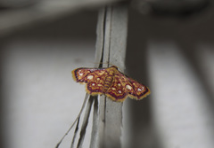 Enispa rosellus