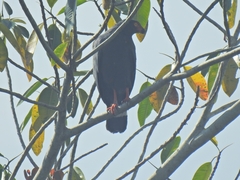 Buteogallus schistaceus