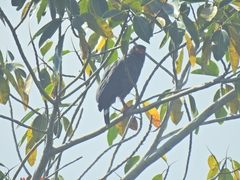 Buteogallus schistaceus