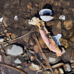 Paralithodes camtschaticus