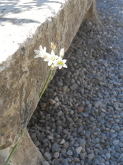 Nothoscordum gracile