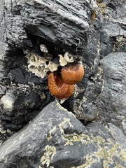 Aplidium pliciferum