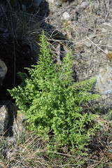 Asplenium cuneifolium