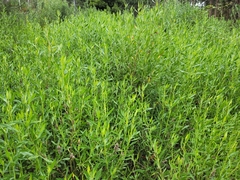 Baccharis spicata
