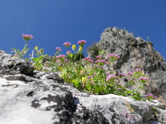 Centranthus macrosiphon