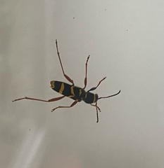 Clytus arietis