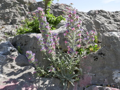 Echium albicans