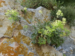 Biscutella frutescens