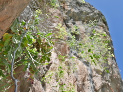 Biscutella frutescens