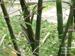Dendrocalamus strictus