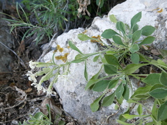 Silene andryalifolia