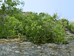 Biscutella frutescens