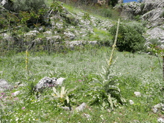 Verbascum giganteum