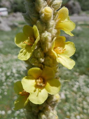 Verbascum giganteum