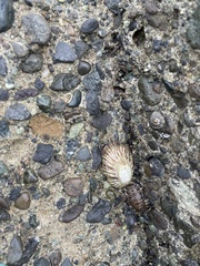 Cellana nigrolineata