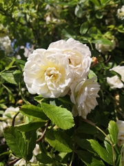 Rosa