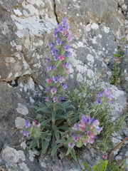 Echium albicans