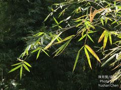 Dendrocalamus strictus