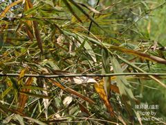 Dendrocalamus strictus