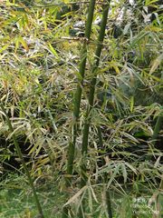 Dendrocalamus strictus