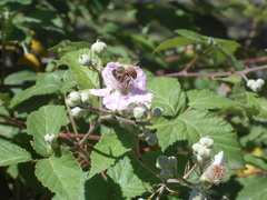 Apis mellifera