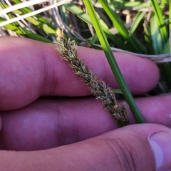 Carex laevissima