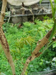 Toona sinensis