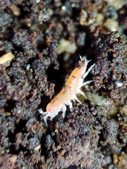 Trichoniscoides machadoi