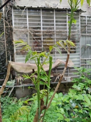 Toona sinensis