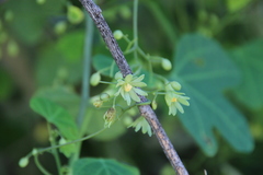 Adenia gummifera