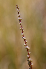 Triglochin concinna debilis