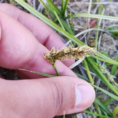 Carex laevissima