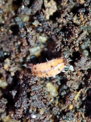 Trichoniscoides machadoi