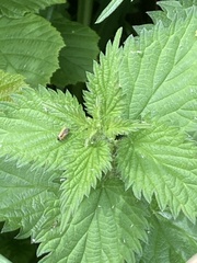 Cantharis decipiens