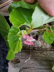 Begonia cucullata