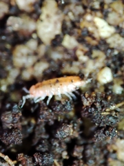 Trichoniscoides machadoi