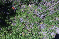 Carpobrotus dimidiatus