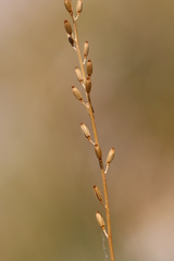Triglochin concinna debilis