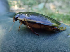 Cybister lateralimarginalis