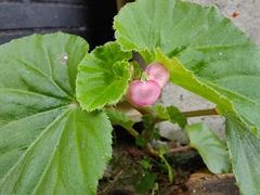 Begonia cucullata