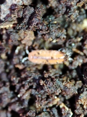 Trichoniscoides machadoi