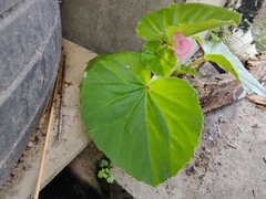 Begonia cucullata