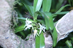 Cyrtorchis arcuata