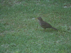 Turdus merula